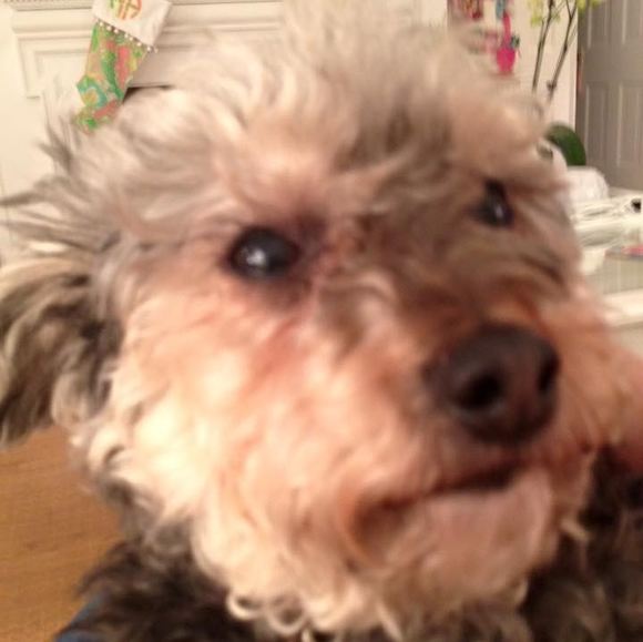 dreadoodle